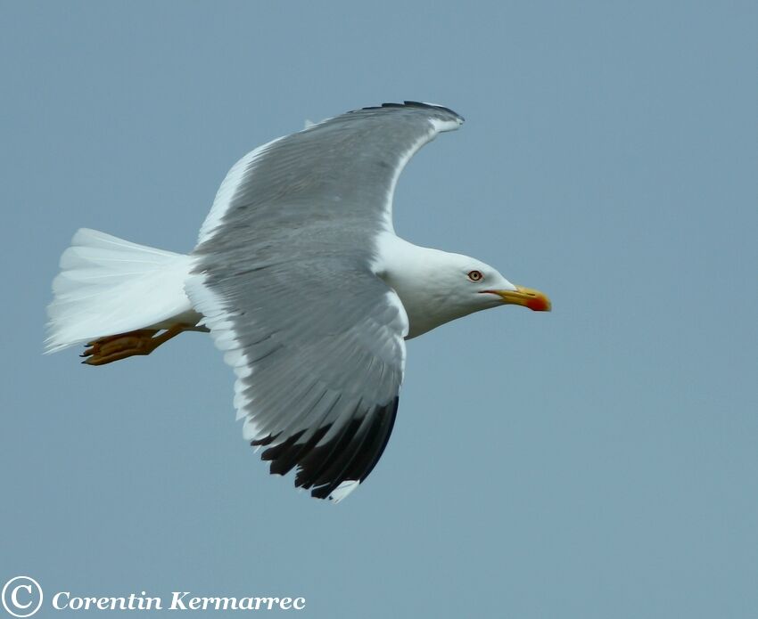 Yellow-legged Gulladult breeding