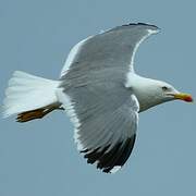 Yellow-legged Gull