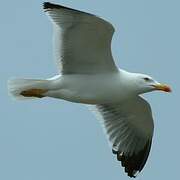 Yellow-legged Gull