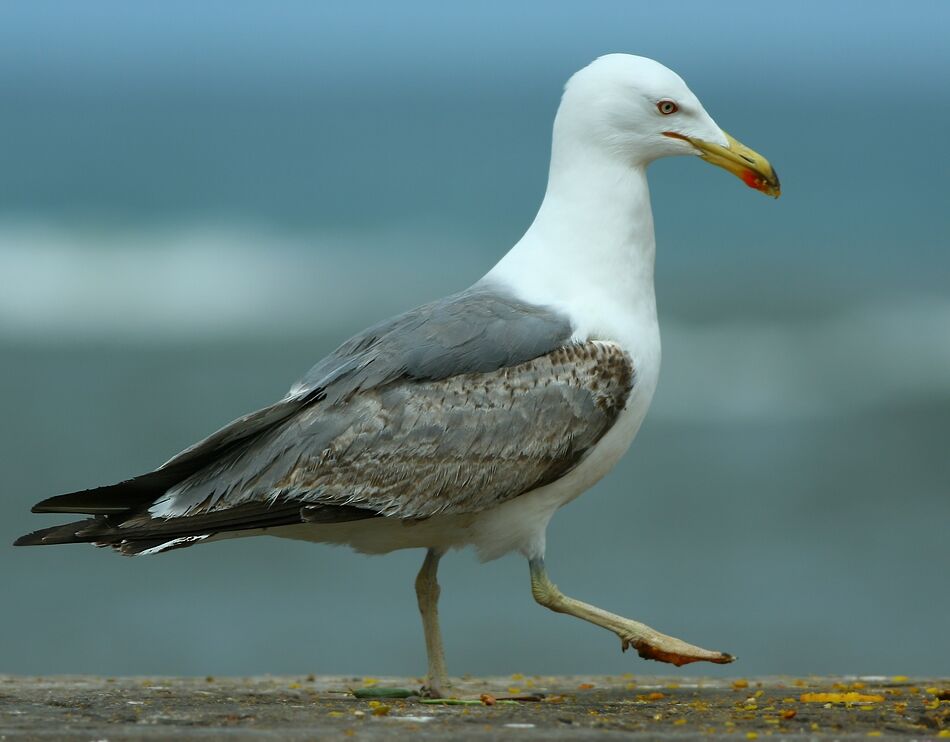 Yellow-legged GullSecond year