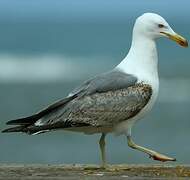 Yellow-legged Gull