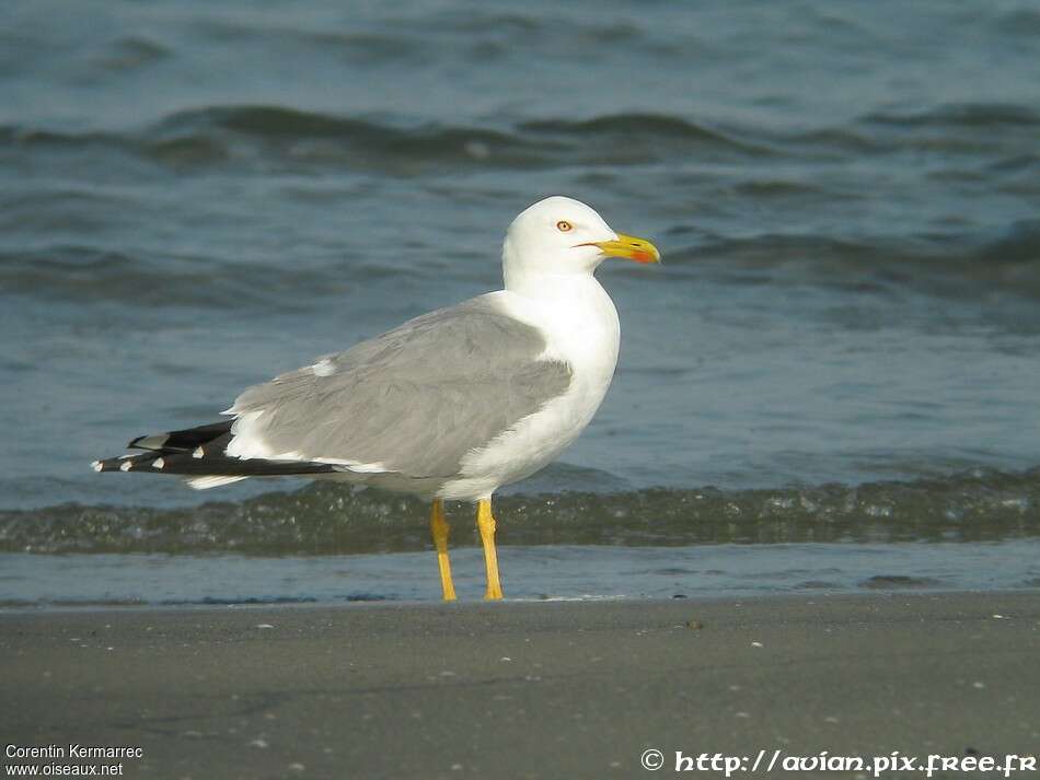 Yellow-legged Gulladult breeding