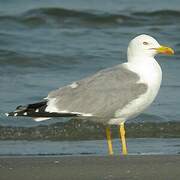 Yellow-legged Gull