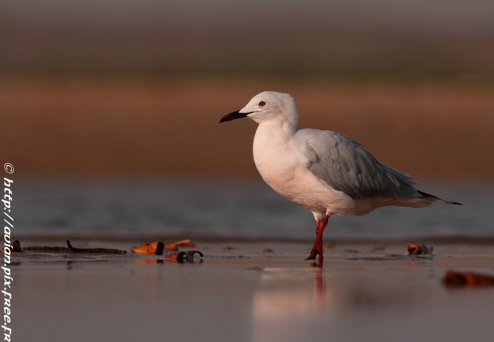 Goéland railleuradulte nuptial, identification