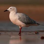 Slender-billed Gull