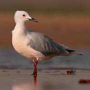 Slender-billed Gull