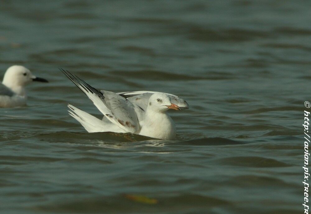 Slender-billed GullFirst year