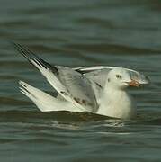 Slender-billed Gull