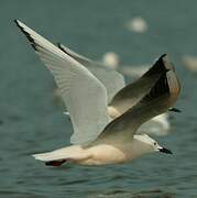 Slender-billed Gull