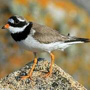 Common Ringed Plover