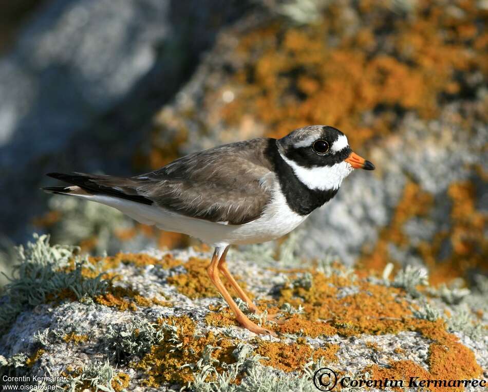 Common Ringed Plover male adult breeding, close-up portrait