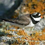 Common Ringed Plover