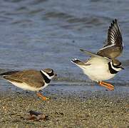 Common Ringed Plover