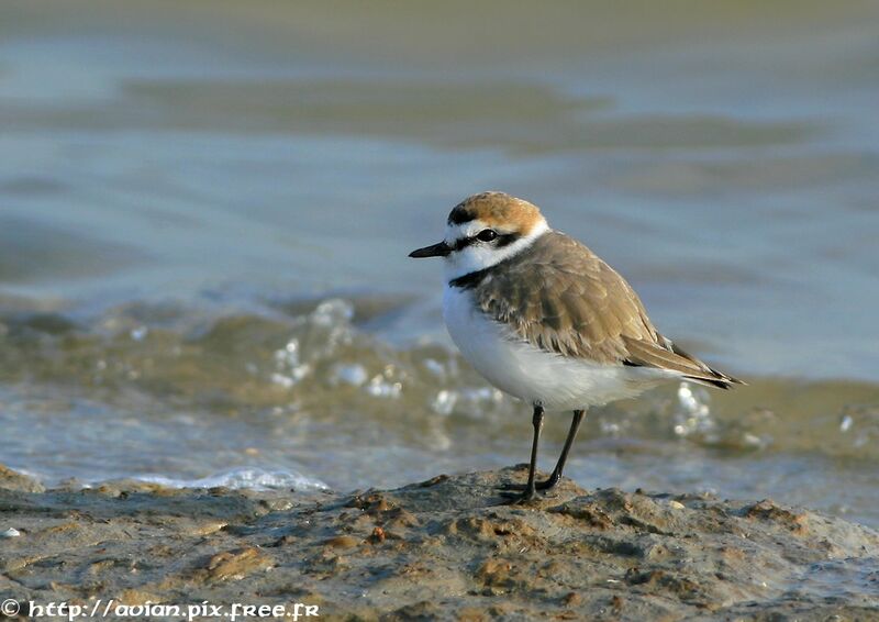 Kentish Plover male adult