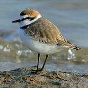 Kentish Plover