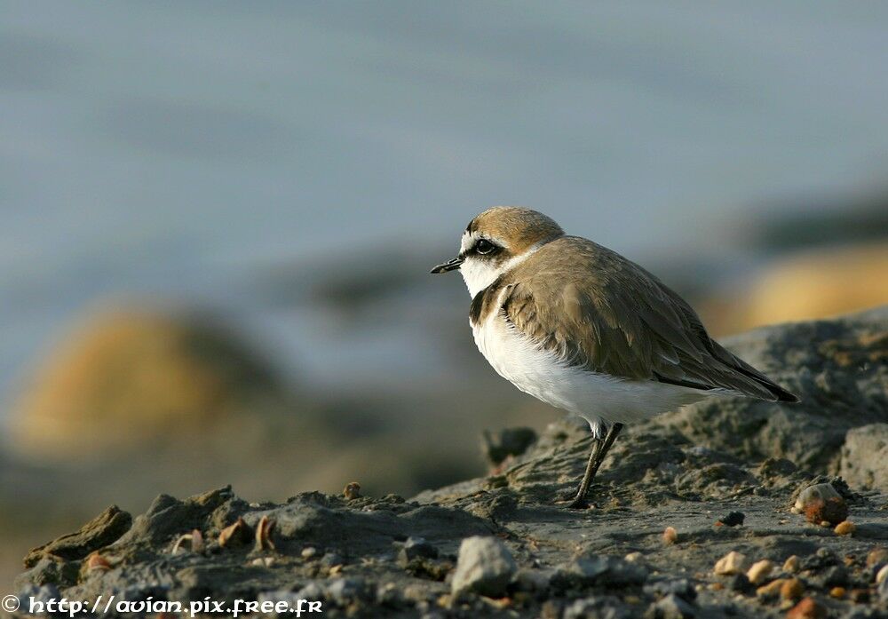 Kentish Ploveradult