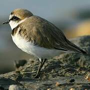 Kentish Plover