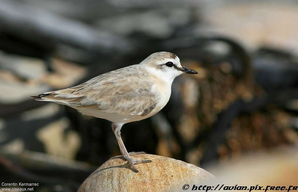 White-fronted Ploveradult post breeding