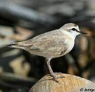 Gravelot à front blanc