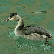 Great Crested Grebe