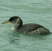 Red-necked Grebe