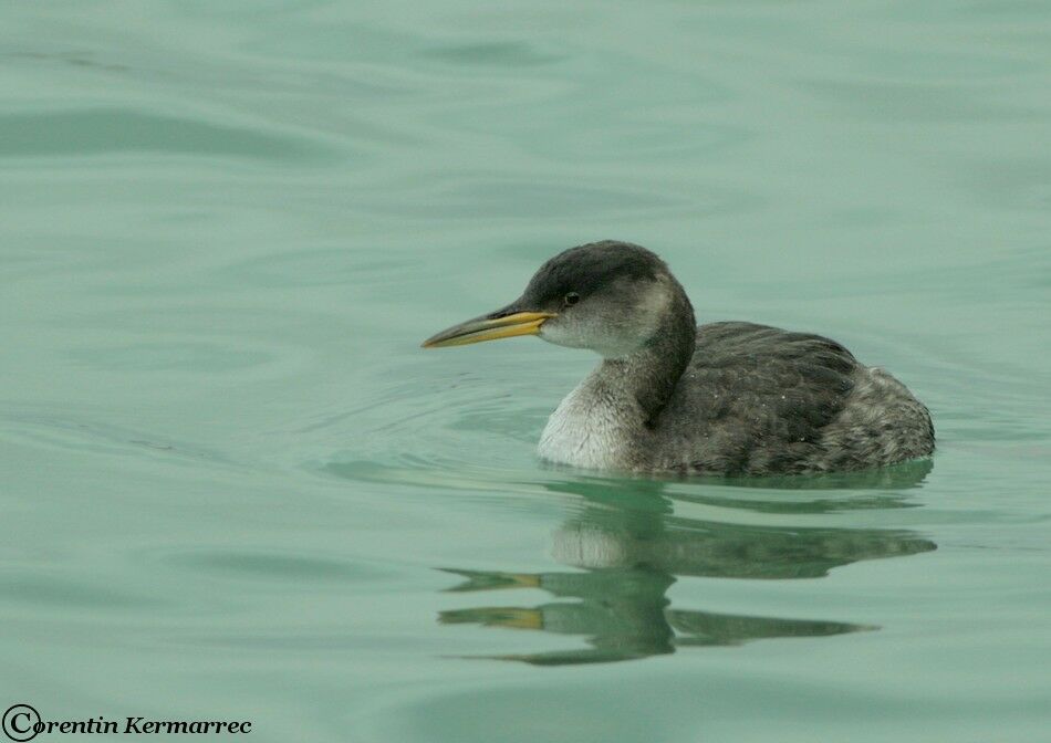 Red-necked Grebeadult post breeding