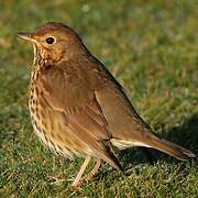 Song Thrush