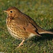 Song Thrush