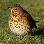 Song Thrush