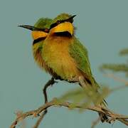 Little Bee-eater