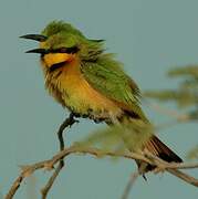 Little Bee-eater