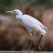 Western Cattle Egret