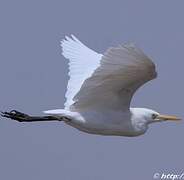 Western Cattle Egret