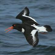 Eurasian Oystercatcher