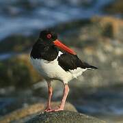 Eurasian Oystercatcher