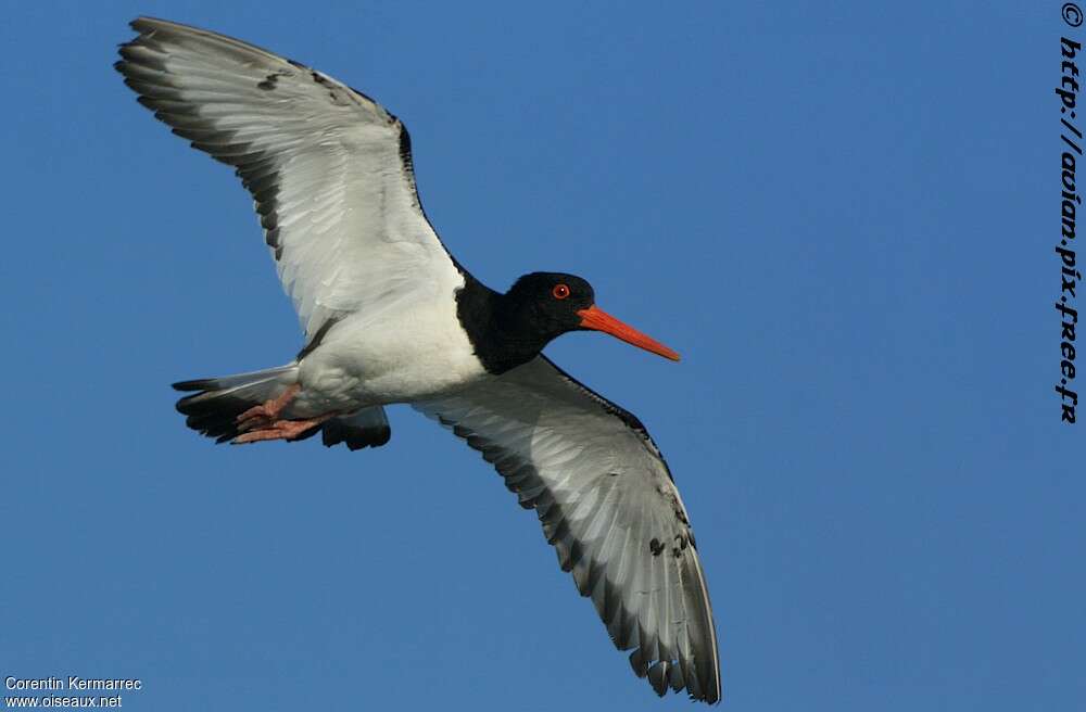 Eurasian Oystercatcheradult breeding, Flight