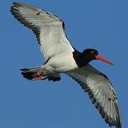 Eurasian Oystercatcher