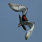 Eurasian Oystercatcher