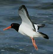 Eurasian Oystercatcher