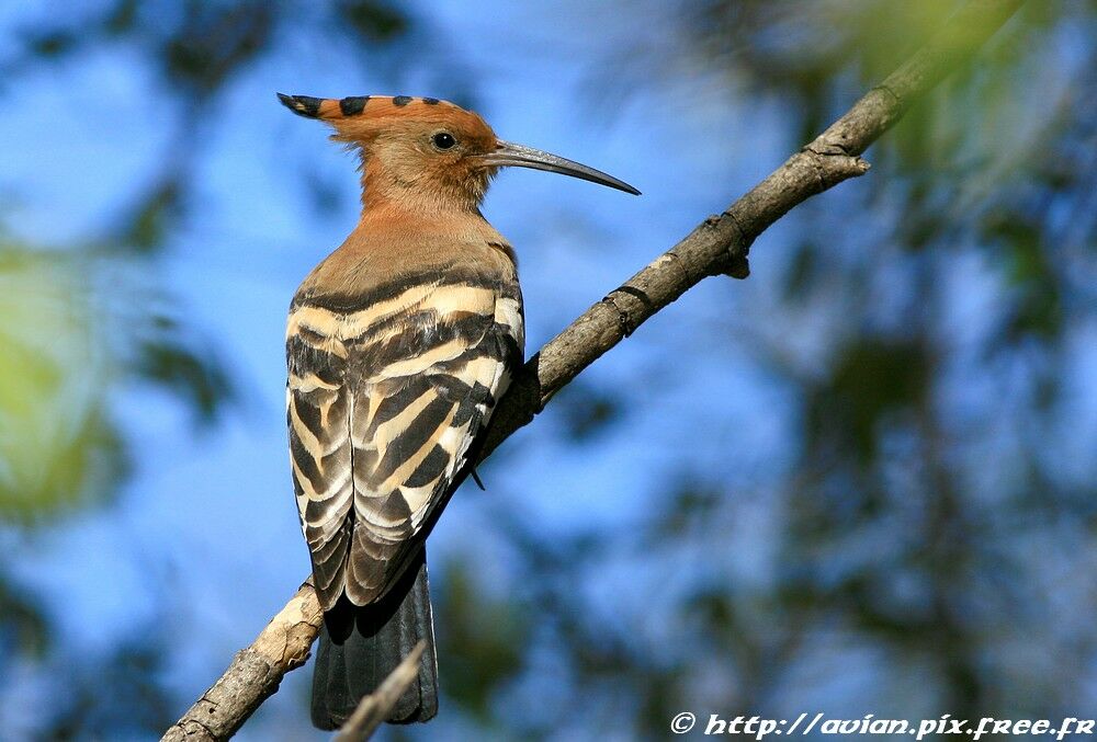 African Hoopoeadult post breeding