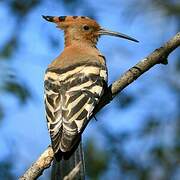 African Hoopoe