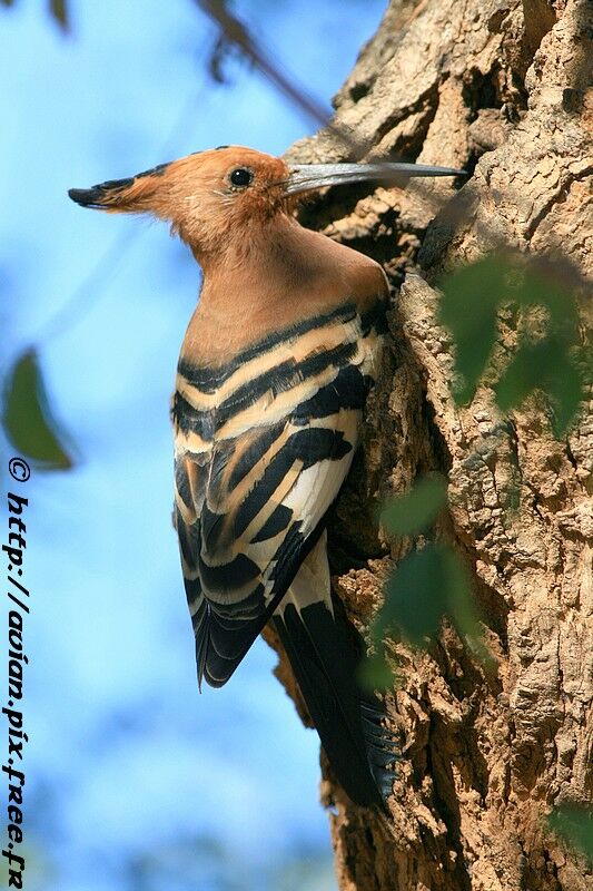 African Hoopoeadult post breeding