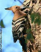 African Hoopoe