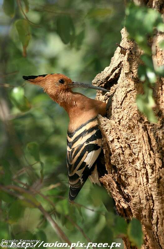 African Hoopoeadult breeding, Reproduction-nesting