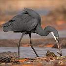 Aigrette des récifs