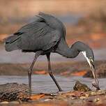 Aigrette des récifs