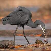 Aigrette des récifs