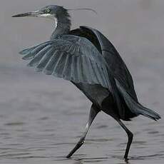 Aigrette des récifs