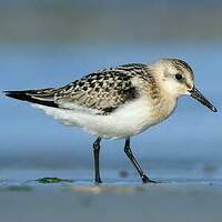 Bécasseau sanderling