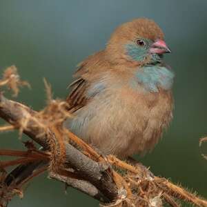 Cordonbleu à joues rouges